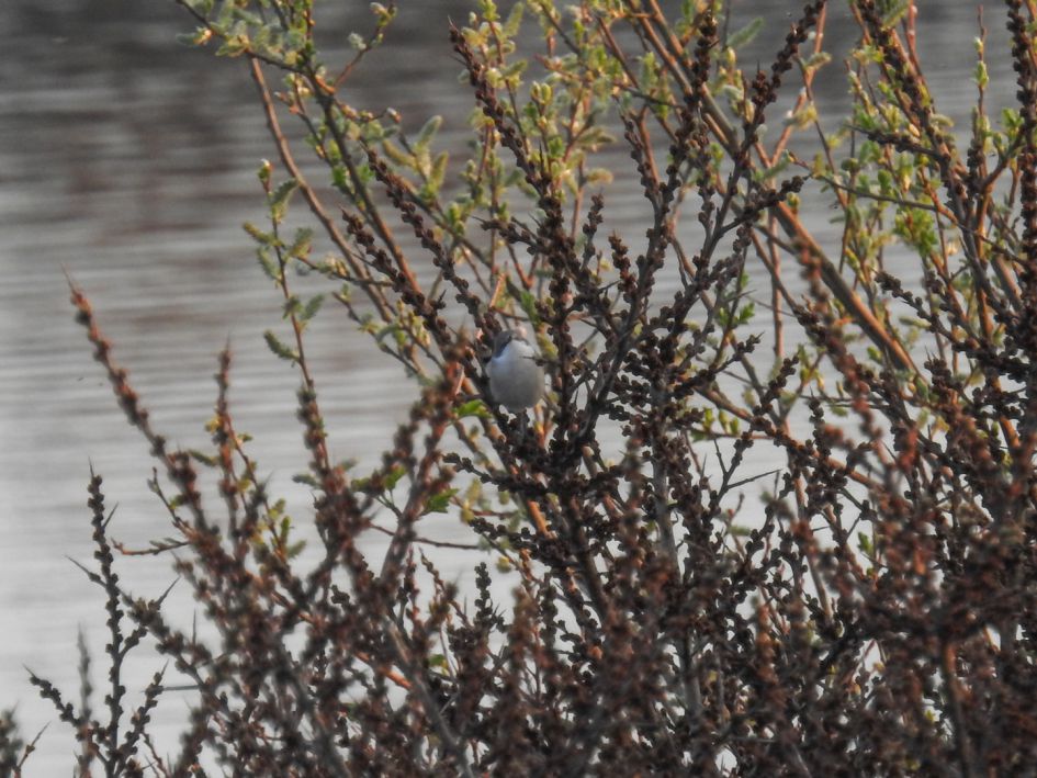 Is dit een braamsluiper?